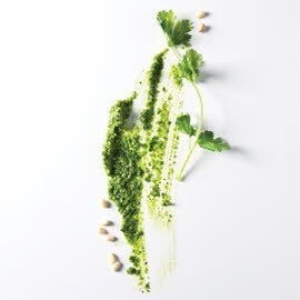 Pesto de coriandre
