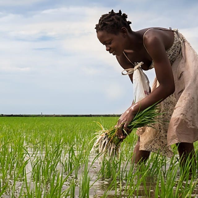 Immersion dans le monde du riz