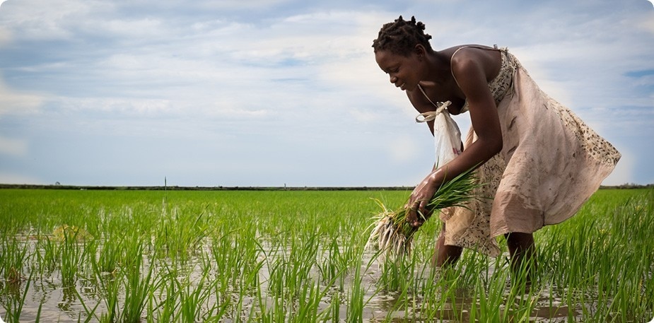 Immersion dans le monde du riz