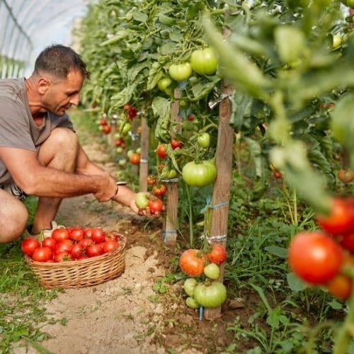 3. Déchets alimentaires 