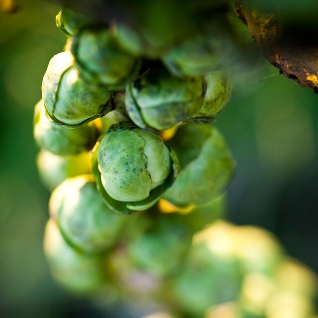 Wouter van der Vieren : passionné de légumes et de saveurs pures