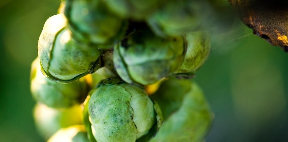 Wouter van der Vieren : passionné de légumes et de saveurs pures