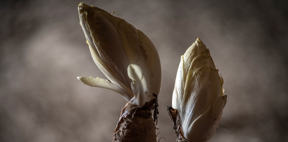 Le chicon : un produit du terroir bien enraciné dans notre région 