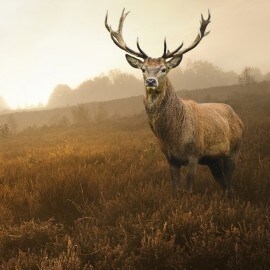Le gibier bien de chez nous : cervidés et sangliers des Ardennes 