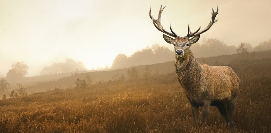 Le gibier bien de chez nous : cervidés et sangliers des Ardennes 