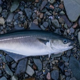 Le lieu jaune : un fleuron de la pêche locale 