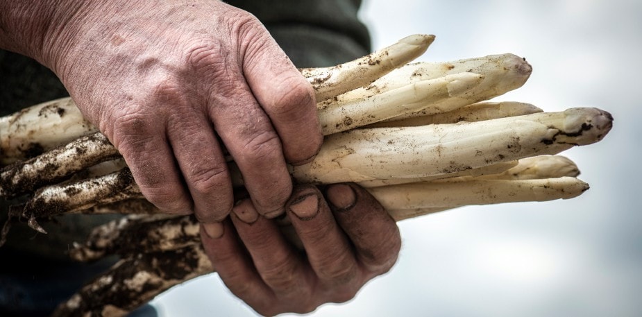 Les asperges : au cœur de la cuisine de terroir belge 