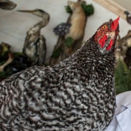 Une volaille aux allures gastronomiques : le Coucou de Malines 