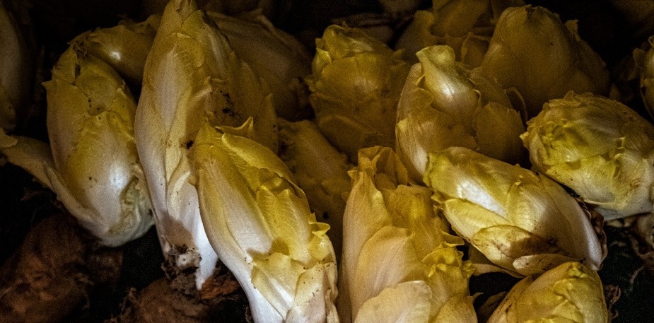 Créez des saveurs originales avec le chicon de pleine terre 