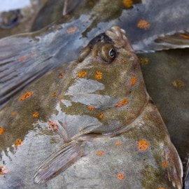 Découvrez la saveur de la plie 