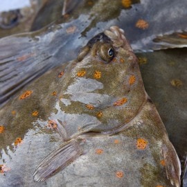 Découvrez la saveur de la plie 