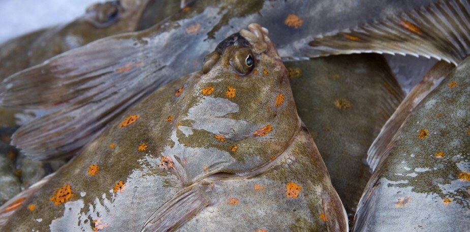 Découvrez la saveur de la plie 
