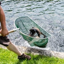 Développez votre créativité via ces techniques de cuisson de la truite