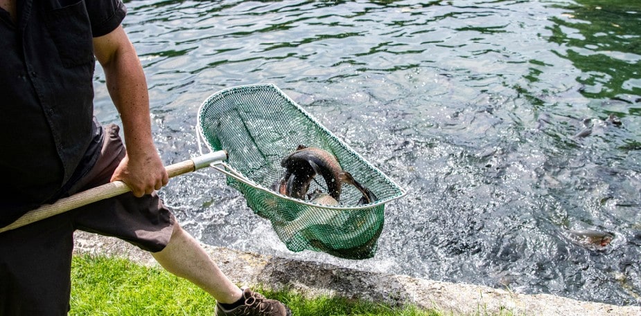 Développez votre créativité via ces techniques de cuisson de la truite