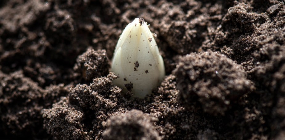 Transformez des asperges belges en véritable plat de saison