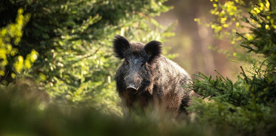 In het spoor van de jager