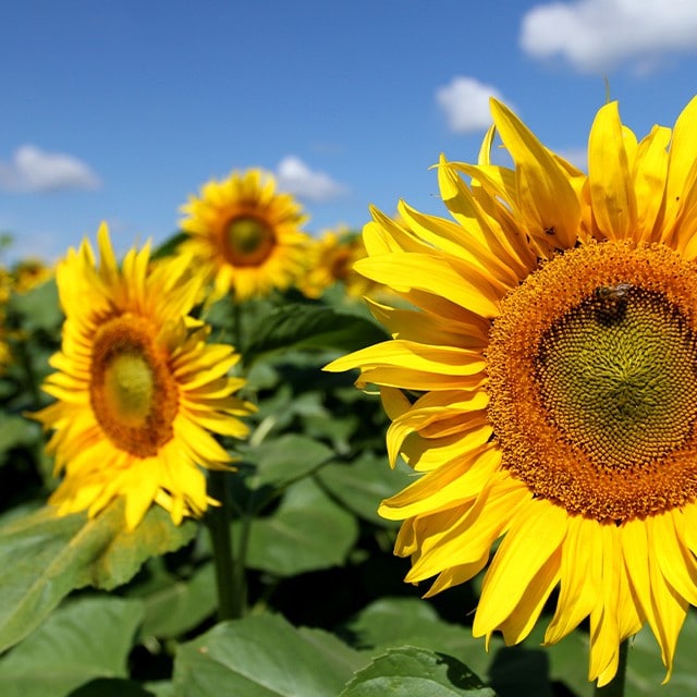 Tijdelijke vervanging zonnebloemolie