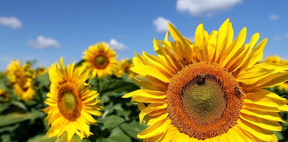 Tijdelijke vervanging zonnebloemolie
