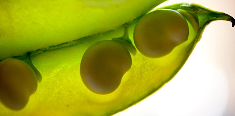 Wouter van der Vieren: een chef in hart en respecteert de seizoenen