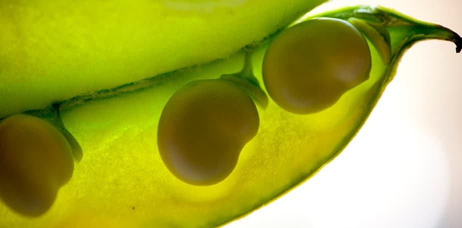 Wouter van der Vieren: een chef in hart en respecteert de seizoenen