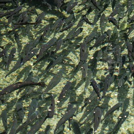 De kennis, passie en ervaring achter forel uit de Voerstreek 