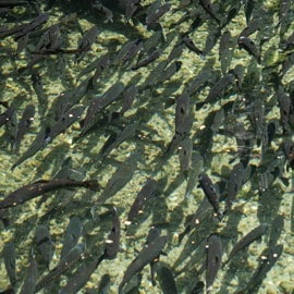 De kennis, passie en ervaring achter forel uit de Voerstreek 