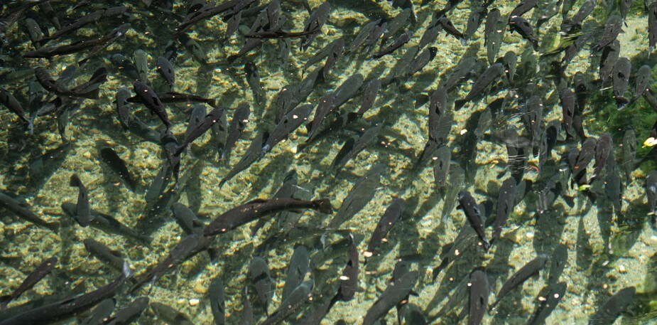 De kennis, passie en ervaring achter forel uit de Voerstreek 