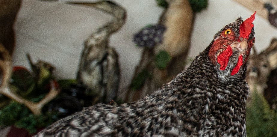 Gevogelte met gastronomische allures: Mechelse koekoek  