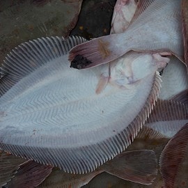 Pladijs: zilte terroir uit onze Noordzee 