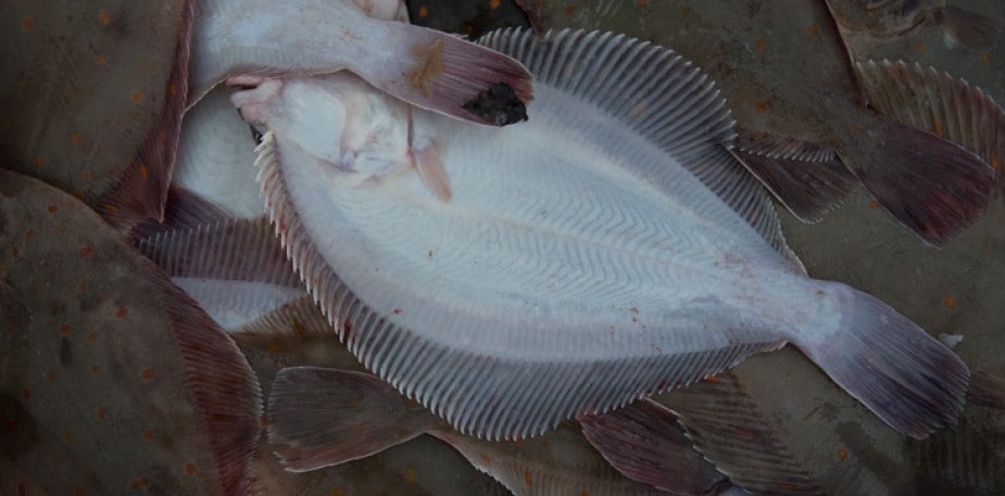 Pladijs: zilte terroir uit onze Noordzee 