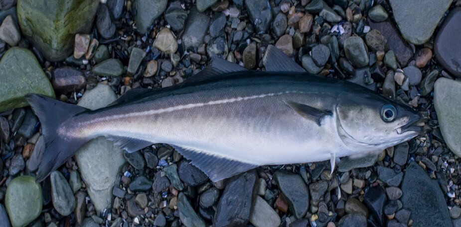 Vlaswijting: een hart voor lokale bijvangst