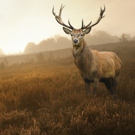 Wild van bij ons: hert en everzwijn uit de Ardennen  