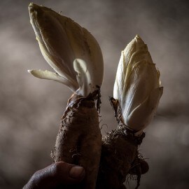 Witloof: een terroirproduct gegrond in onze streek 