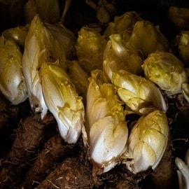 Speel volle smaken uit in terroircombinaties met grondwitloof 