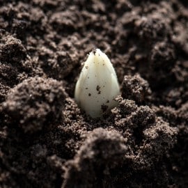 Transformeer Belgische asperges via deze kooktips