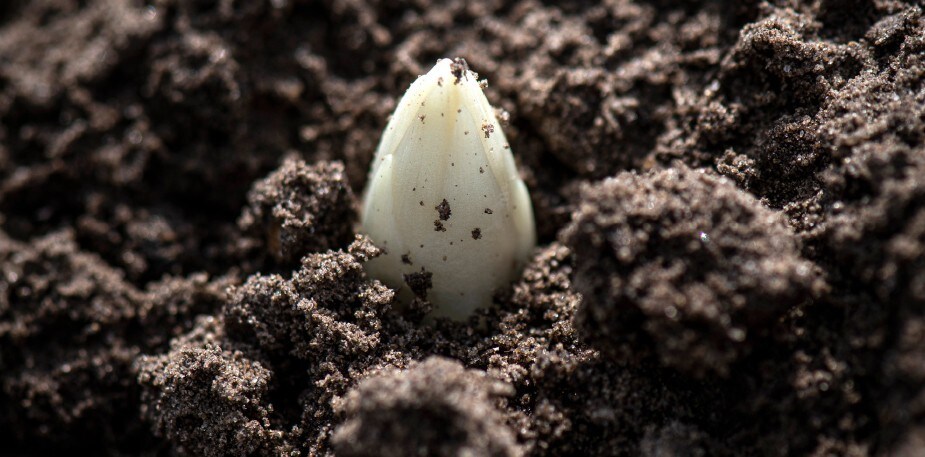 Transformeer Belgische asperges via deze kooktips